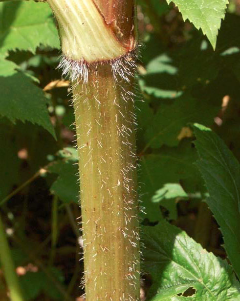 Giant hogweed stem. Note coarse hairs.