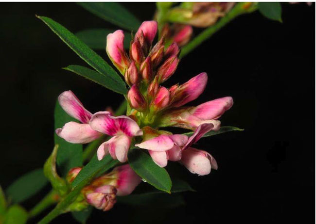 flower Slender Bush-clover