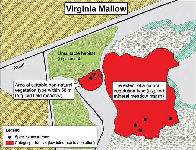 This map of Virinia Mallow indicates species occurrences within the extent of a natural vegetation type such as the forb mineral meadow marsh.