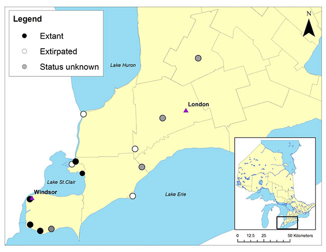 Map showing the historical and current distribution of Willowleaf Aster in southwestern Ontario, with an inset locator map of Ontario