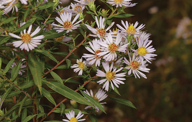 Photo of Willowleaf Aster