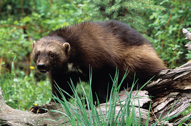 this is a picture of a wolverine