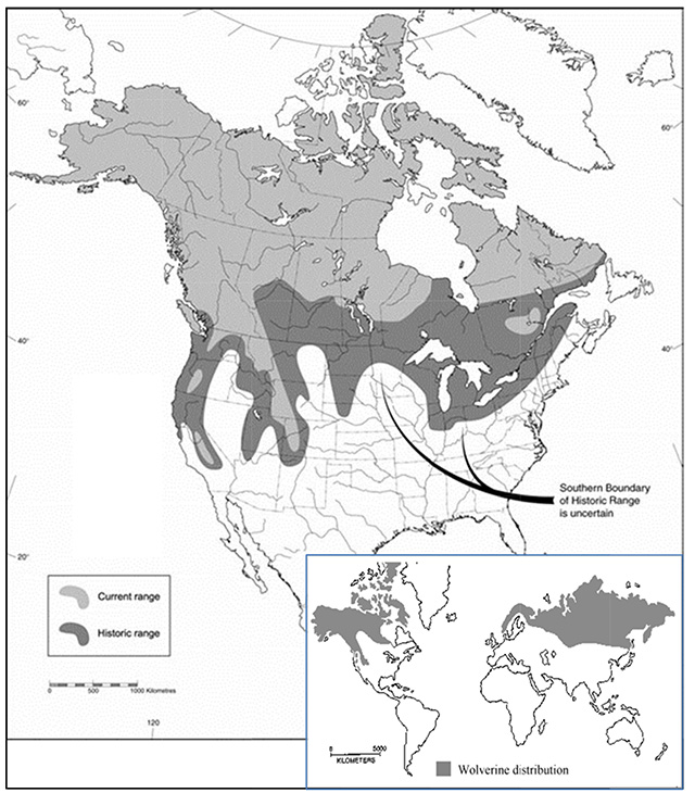 This is figure 1 map indicating the world current and historic distribution of the Wolverine.