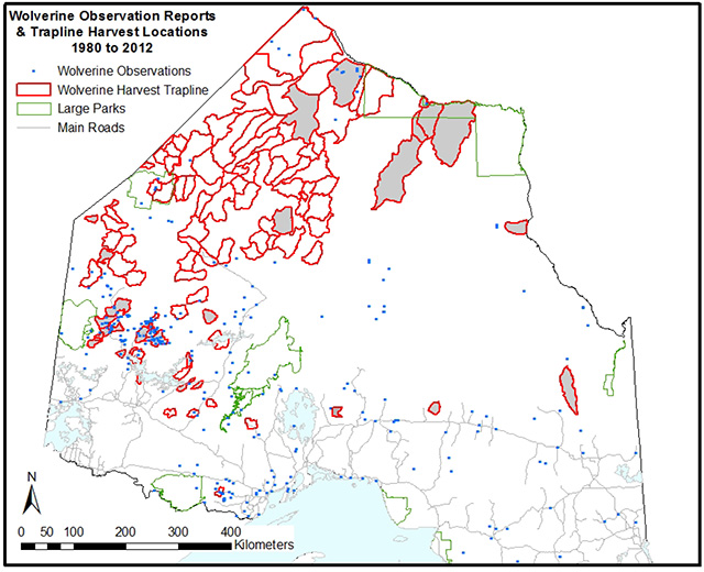 This is figure 3 map indicating traplines where Wolverine harvest has occurred between 1980 and 2012