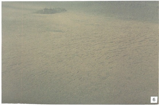 Photograph of String bog in Adair Lake Reserve
