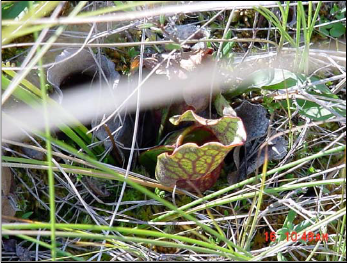 Photograph of the Pitcher Plant