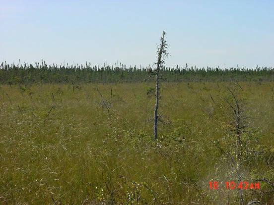 Photograph of Open Fen in the Conservation Reserve