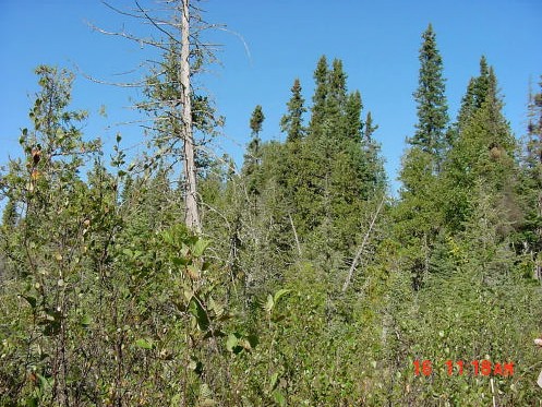 Photograph of Treed Fen at the edges of the drainage ways