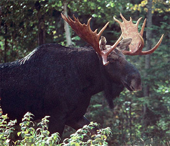 Moose walking through a forest
