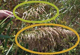 une photo d’une tige porte-graines d’un phragmite indigène (en haut) et une tige porte-graines d’un phragmite envahissant (en bas).
