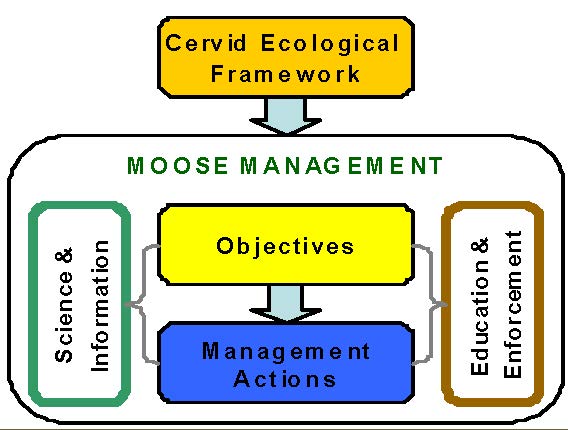 A flowchart illustrating how moose management relates to the Cervid Ecological Framework
