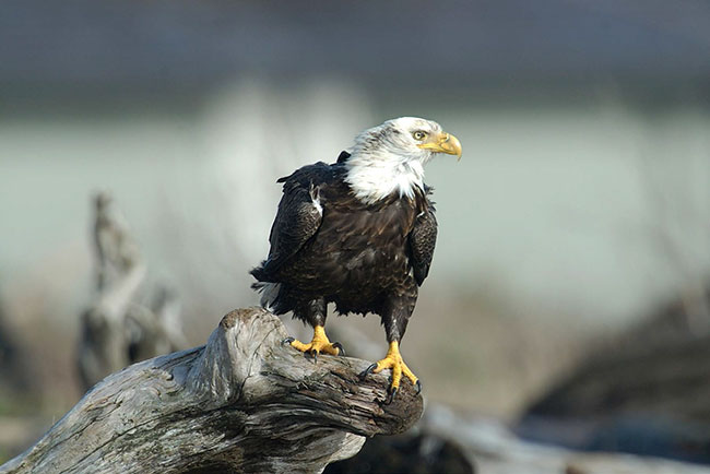 Photo of a Bald Eagle perched on a log