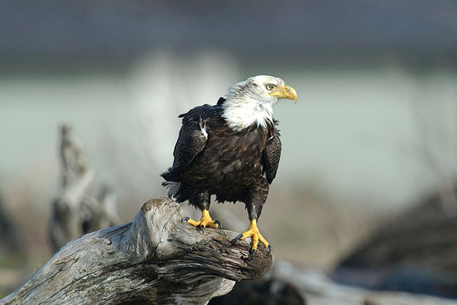 Bald Eagle Head Feathers – Tom Murphy Photography