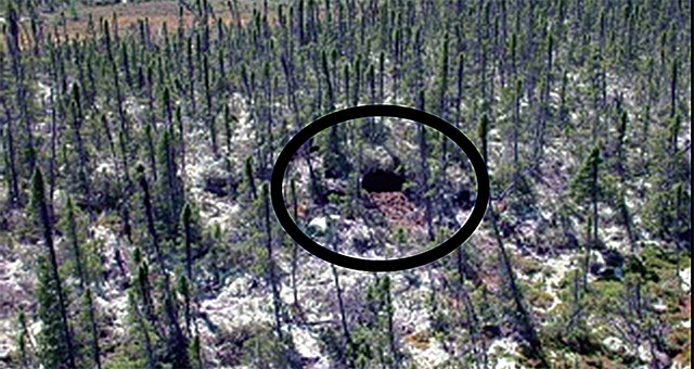 This is Figure 5 showing an aerial view of a female polar bear den in a treed area in northern Ontario. Photo by D. Sutherland.