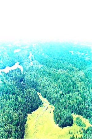 An aerial photograph showing wetlands in the centre of the Attlee Central Forest Conservation Reserve