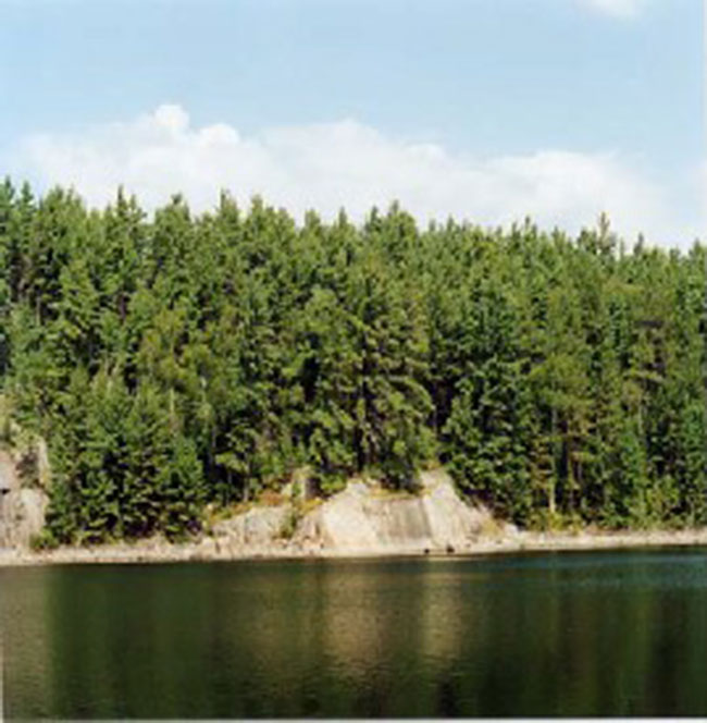 Image of Nice pine stand at the edge of Broke Lake.