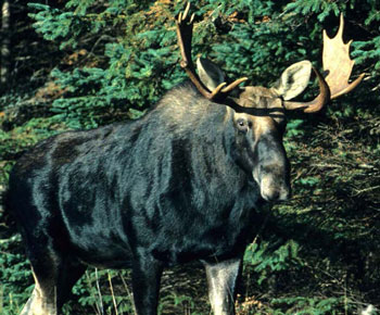 colour photo of a moose.