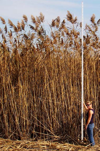 photo of a 5.2 metre tall Phragmites stand.