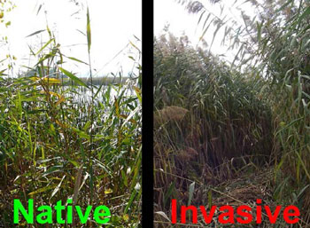 photo of a native Phragmites stand (left) and an invasive Phragmites stand (right).