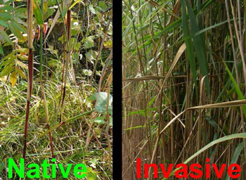 photo of a native Phragmites stem (left) and an invasive Phragmites stem (right).