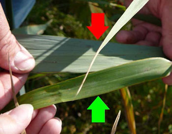 photo of a native Phragmites leaf (bottom) and an invasive Phragmites leaf (top).