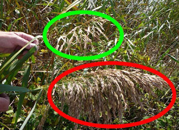 photo of a native Phragmites seedhead (top) and an invasive Phragmites seedhead (bottom).