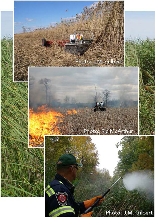 four photos of invasive Phragmites control techniques include mechanical excavation, flooding, pesticide application, or prescribed burning.