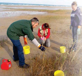 photo of hand-wicking which shows direct contact with each individual Phragmites stalk using an absorbent glove which has been soaked in the herbicide.