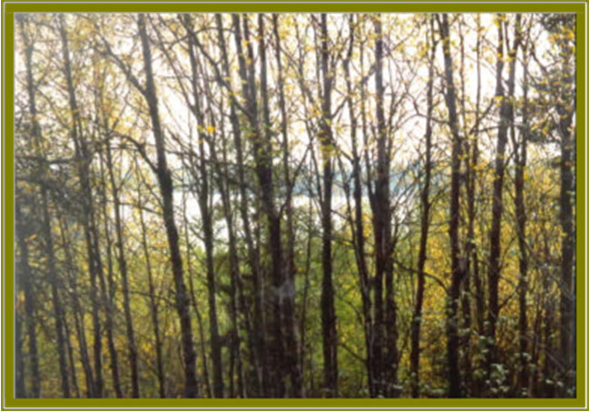 Aspen communities are among the forest types represented within the Aulneau Interior Conservation Reserve.