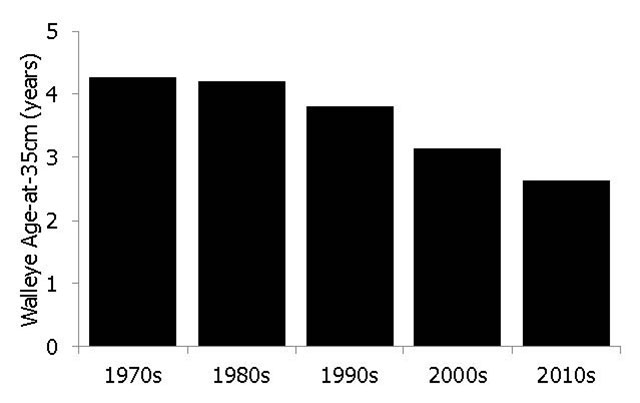 chart of walleye age-at-35 centimetres (years) from the 1970s to the 2010s.