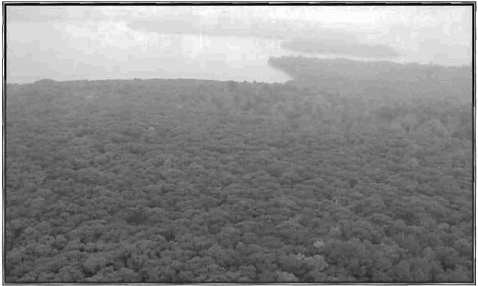 Aerial picture of the forest stands in Basswood Lake Conservation Reserve.
