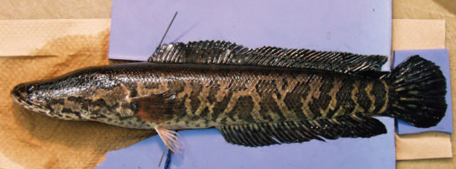 northern-snakehead-ontario-ca