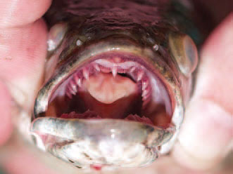 A photo of the mouth of a northern snakehead