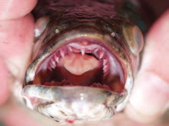 Un photo de la bouch d'un poisson à tête de serpent