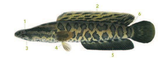 A photo of the northern snakehead with its distinctive qualities marked.