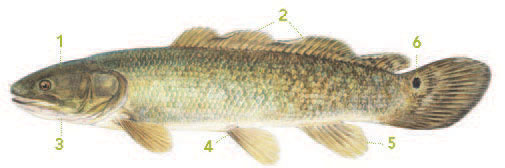 A photo of the Bowfin with its distinctive qualities marked.