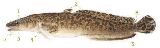A photo of a burbot with its distinctive qualities marked.