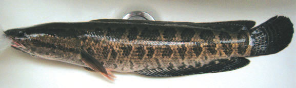 A photo of a northern snakehead purchased in a BC market.