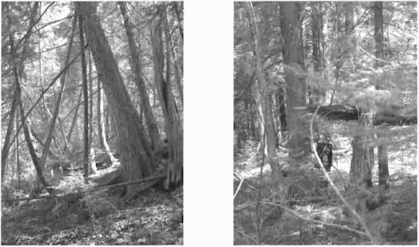 Two photos, The left is a Hemlock mixedwood stand, Right shows a broken tree in hemlock mixedwood stand