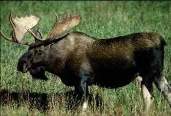 colour photo of a moose.
