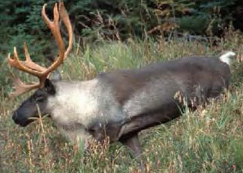 colour photo of a woodland caribou.