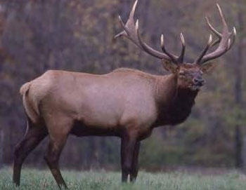 colour photo of an American Elk.