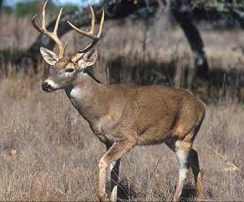 colour photo of a white-tailed deer.