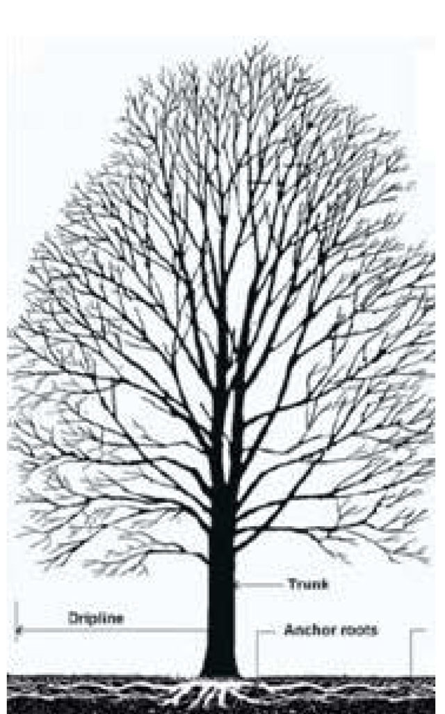 Figure depicting delineation of woodlands using dripline. The figure of a tree includes labeling of the trunk, anchor roots and dripline.