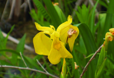 photo of Yellow Iris.