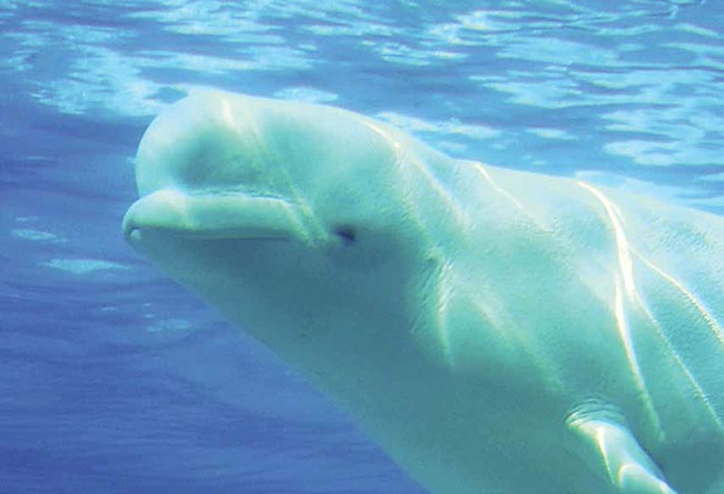 Photo of a Beluga