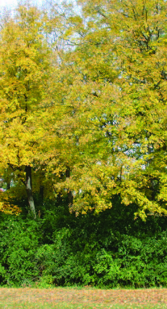 photo of common buckthorn, showing typical deep green foliage in fall, dominates the lower layers of forests.