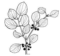 illustration of common buckthorn.