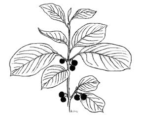 illustration of glossy buckthorn.