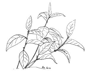 illustration of alder-leaved buckthorn.